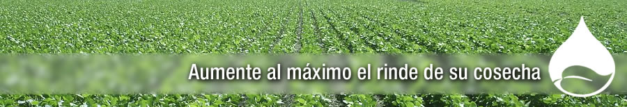 Campo